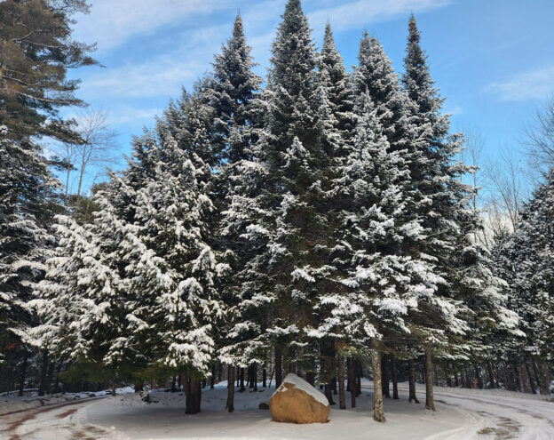 saranac lake rental tree grove